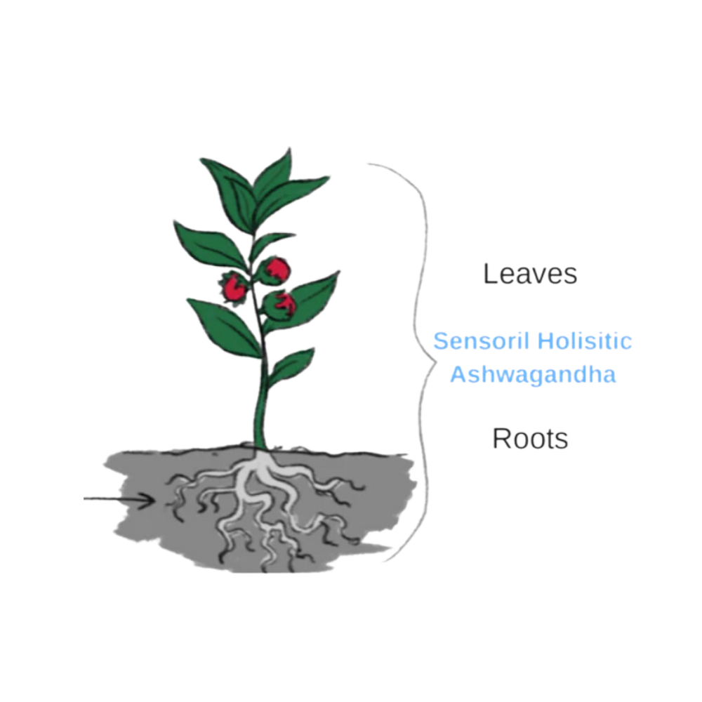 Illustration of an ashwagandha plant with a label 'Sensoril Holistic Ashwagandha' pointing to the leaves and roots, highlighting the parts of the plant used in holistic remedies.
