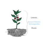 Illustration of an ashwagandha plant with a label 'Sensoril Holistic Ashwagandha' pointing to the leaves and roots, highlighting the parts of the plant used in holistic remedies.